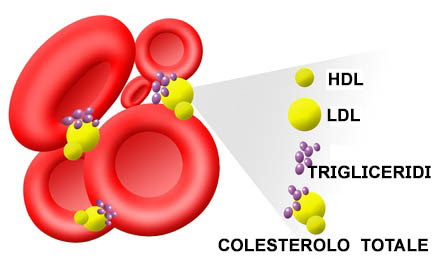 Colesterolo HDL e allenamento aerobico