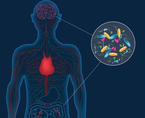 Alterazione batteri del microbiota intestinale nella predisposizione a malattie come il Parkinson