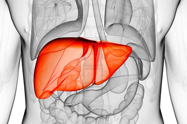 Tiroide-fegato-intestino: quale correlazione?
