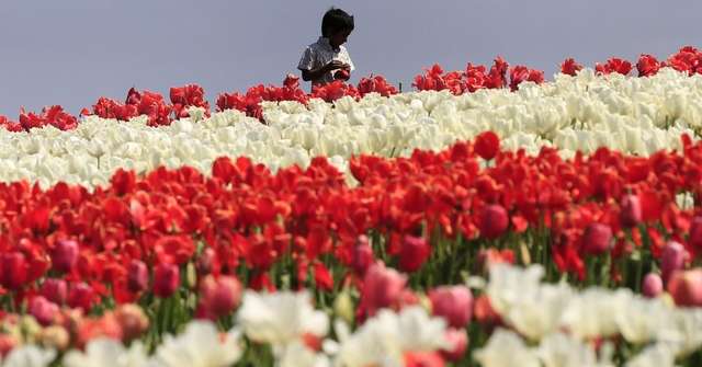 Super fioritura tulipani in California