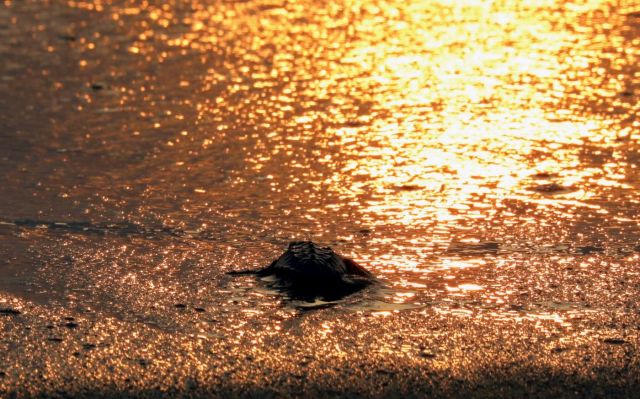 Nascono 77 tartarughe marine in provincia di Taranto, il nido era stato traslocato dagli esperti WWF Policoro