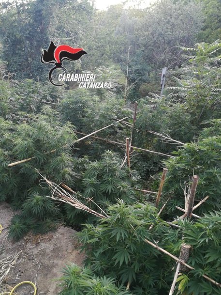 CATANZARO, scoperte due piantagioni marijuana