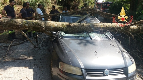 LAMEZIA TERME (CATANZARO), albero su auto, donna ferita lievemente