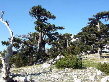 COSENZA, Parco Pollino, albero più vecchio Europa