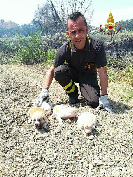 CROTONE, cagnolini salvati da incendio sterpaglie