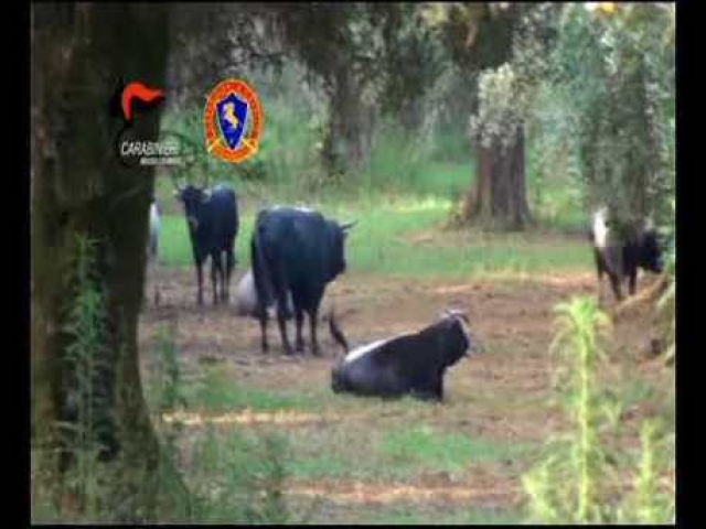 REGGIO CALABRIA, Prefettura contro ''vacche sacre''