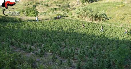 REGGIO CALABRIA, scoperte 7.500 pianta marijuana