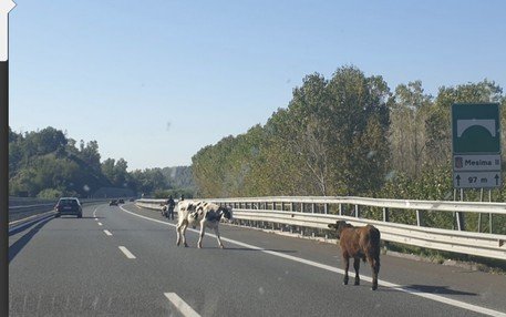 VIBO VALENTIA, mucche invadono l'A2