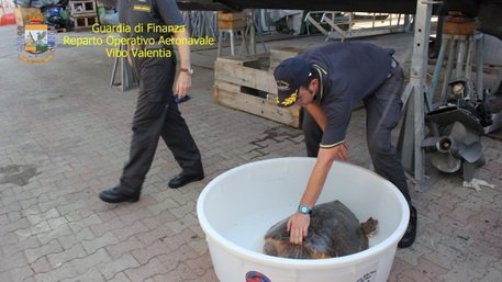VIBO VALENTIA, tartaruga liberata in mare dopo cure