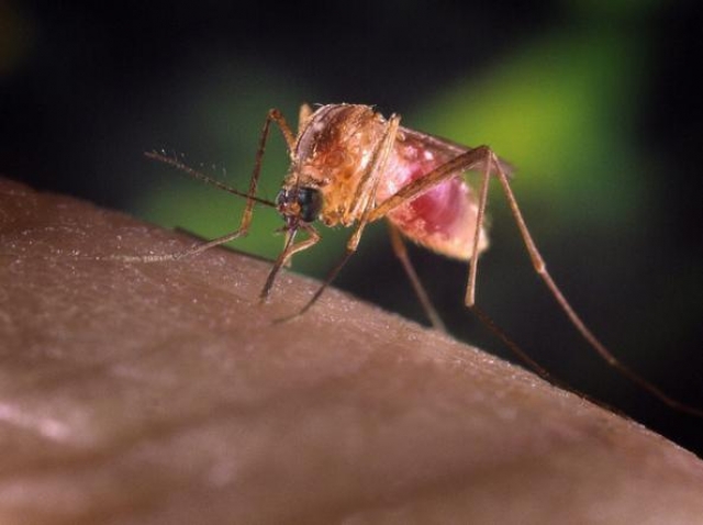 Malattie Infettive. Calabroni, zanzare: e' l’estate degli insetti killer?