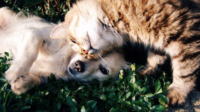 Cane o gatto, antidoto a malinconia dopo un lutto o separazione dal partner