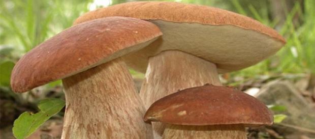Nei funghi l'elisir per il cervello, dimezzano il rischio di declino