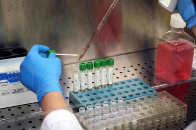 Coronavirus, lo studio: vaccino sperimentale ha protetto macachi da polmonite