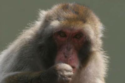 Vaccino Oxford, "falso che il macaco si sia ammalato"